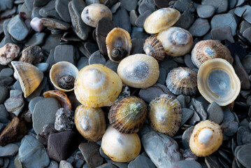 Limpet and periwrinkle  shells