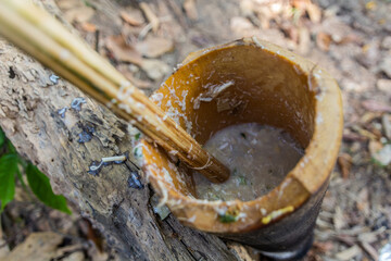 Soup being prepared in a bamboo in a forest near Luang Namtha town, Laos