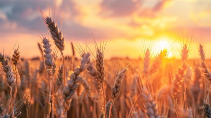 Beautiful wheat field at golden sunset view landscape background. AI generated image