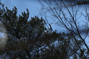 Obraz premium Pine Tree Lighting