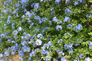 Small purple flowers with greenery 