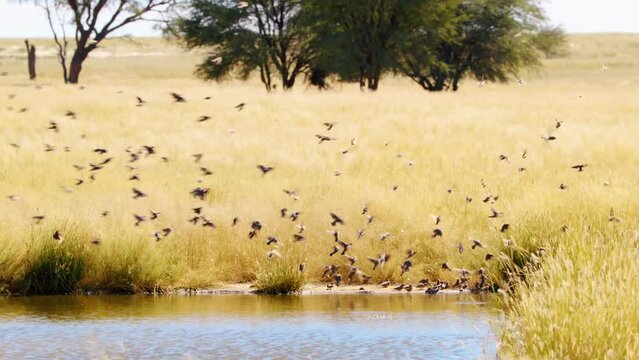African Doves drinking water from a waterhole in the Savanah