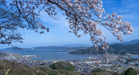 展望台から見下ろす天橋立と満開の桜のコラボ情景