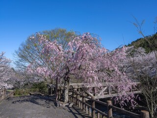 青空バックに見る満開の枝垂れ桜と新緑の若葉のコラボ情景