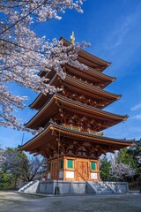 青空バックに見上げる満開の桜と五重塔のコラボ情景