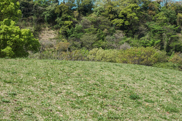 春・初夏　新緑の緑の草が生える野原の丘と森林　 晴天の青空　アウトドア・キャンプ・旅行・行楽の背景
