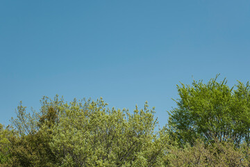 春・夏の風景　森の木々の緑と晴天の青空　アウトドア・キャンプ・休み・観光・旅行・行楽の背景