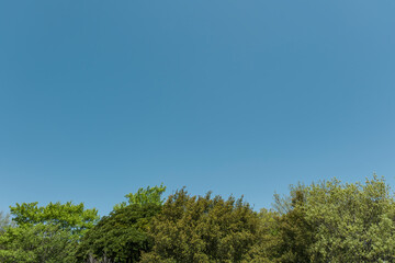 春・夏の風景　森の木々の緑と晴天の青空　アウトドア・キャンプ・休み・観光・旅行・行楽の背景