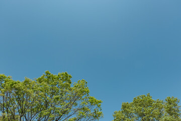 春・夏の風景　森の木々の緑と晴天の青空　アウトドア・キャンプ・休み・観光・旅行・行楽の背景
