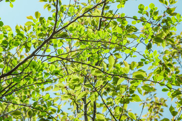 Fototapeta na wymiar 春・初夏晴天の空　さわやかな太陽の光と日差しに照らされる森林の木々の新緑の芽と木の葉　アウトドア・キャンプ・旅行・観光・成長・新しいの背景