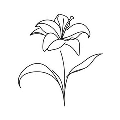 a minimalist line drawing of a lily, capturing the elegant shapes of its petals and the distinctive structure of its stamen and leaves, all presented against an isolated white background.