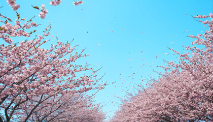 Blue sky vibrant cherry blossom petals falling - spring bloom floral background - 787681577