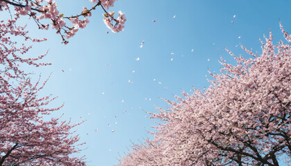 Delicate pale pink cherry blossom petals floating on breeze across blue spring sky - 787681595