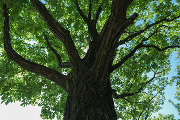 初夏・森のコナラの木　夏・夏休み・自然