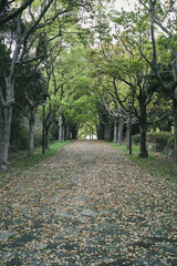 Fototapeta premium 森の道 落ち葉の落ちたアーチ状の木々に囲まれた手つかずの参道の背景 ウォーキング・アウトドア・散歩・季節