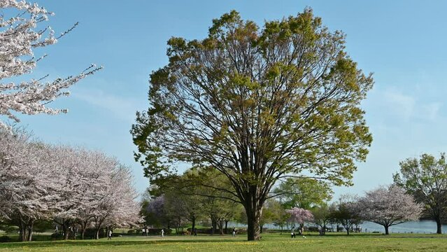 広大な公園の広場に立つ、存在感のある大きな1本の木の春の風景