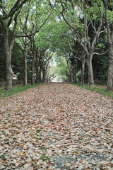 森の道　落ち葉の落ちたアーチ状の木々に囲まれた手つかずの参道の背景　ウォーキング・アウトドア・散歩・季節