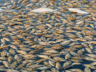 Dead fish floated on surface of toxic polluted contaminated chemical poison water