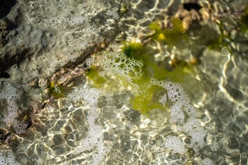 green seaweed kelp growing in a rock pool in australia