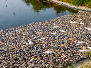 Dead fish floated on surface of toxic polluted contaminated chemical poison water