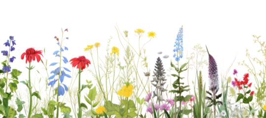 PNG Wildflower border outdoors nature plant