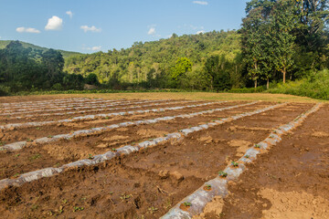 Field near Luang Namtha town, Laos