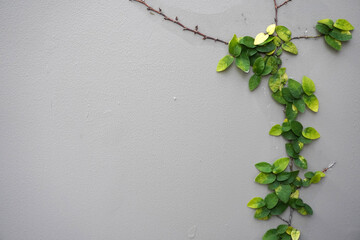 Wall with creeping fig plants. Creeping fig or climbing fig (Ficus pumila) is a species of...