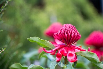 Obraz premium native flowers in the australian bush. native plants growing in summer