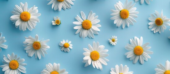 Chamomile flowers arranged in a daisy pattern on a blue surface, symbolizing the concept of repetition. Viewed from above, the flat lay captures the essence of spring and summer.