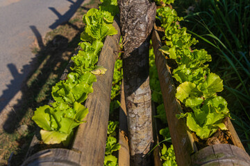 Lettuce being grown in pieces of bamboo in Phongsali, Laos