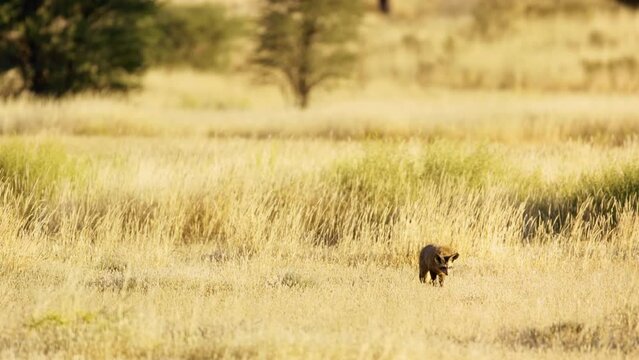 A bat eared fox (Otocyon megalotis) Walking in yellow grassland of Savanah