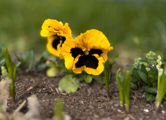 Dark yellow, oak colored pansy flower. Large-flowered two-tone pansies in a bed with spring bulbs. Floral background.