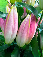 Bouquet of royal lily buds with leaves. Pink and white large-flowered lily flowers with leaves, floral background.