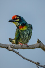 A coppersmith barbet perching on a tree branch in the western part of Singapore. 