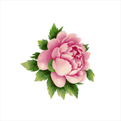 vector hand painting illustration of peony flowers and green leaves.