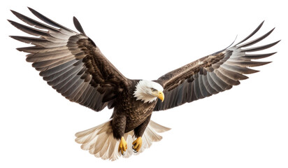 Naklejka premium PNG Flying animal eagle bird. 