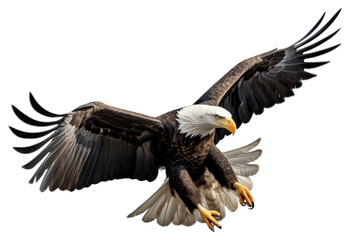 Fototapeta premium PNG Animal flying bird beak. 