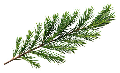 PNG Tree fir christmas branch. AI generated Image by rawpixel.