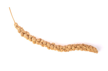 Twigs of Senegal millet, yellow millet isolated on a white background