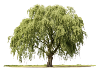 PNG Tree willow plant white background. 