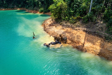 Encounter with a family of wild elephants in Khao Sok national park, on the Cheow lan lake in Surat...