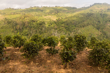 Fototapeta na wymiar Tea plantation near Samarkisay village in Phongsali province, Laos