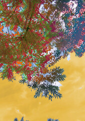 surreal colorful abstract forest sky psicodelic dream