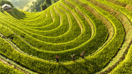Rice is ripe on terraced fields in Mu Cang Chai, Yen Bai, Vietnam and the harvest season begins....