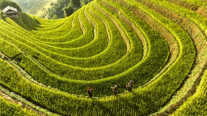 Foto op Plexiglas Mu Cang Chai Rice is ripe on terraced fields in Mu Cang Chai, Yen Bai, Vietnam and the harvest season begins. Photo taken in Mu Cang Chai, Yen Bai, Vietnam in October 2022.