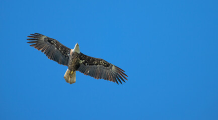 Juvenile bald eagle flies overhead.