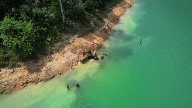 Encounter with a family of wild elephants in Khao Sok national park, on the Cheow lan lake in Surat Thani, Thailand