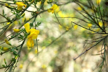 Small yellow wildflower blossoms growing on a green branch budding with new growth, most likely a...