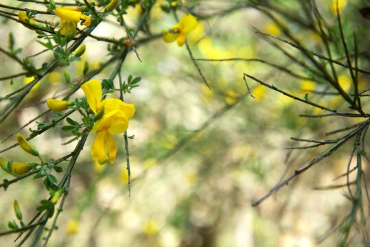 Small yellow wildflower blossoms growing on a green branch budding with new growth, most likely a Scotch Broom (Cytisus scoparius), with other branches and woodland foliage out of focus in the backgro