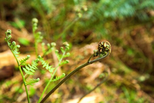 A single fern frond, specifically a Common Bracken (Pteridium aquilinum), unfurling near the forest floor in dappled light. 
